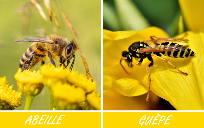Abeille et guêpe
