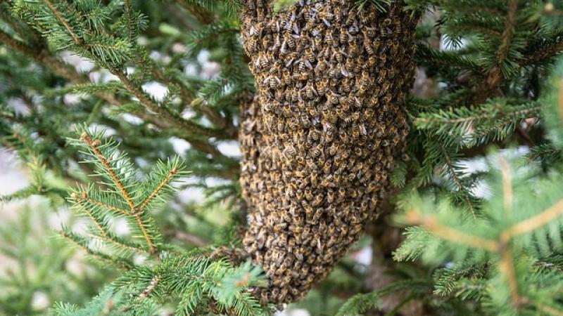 🐝  Découverte d'un essaim d'abeilles 