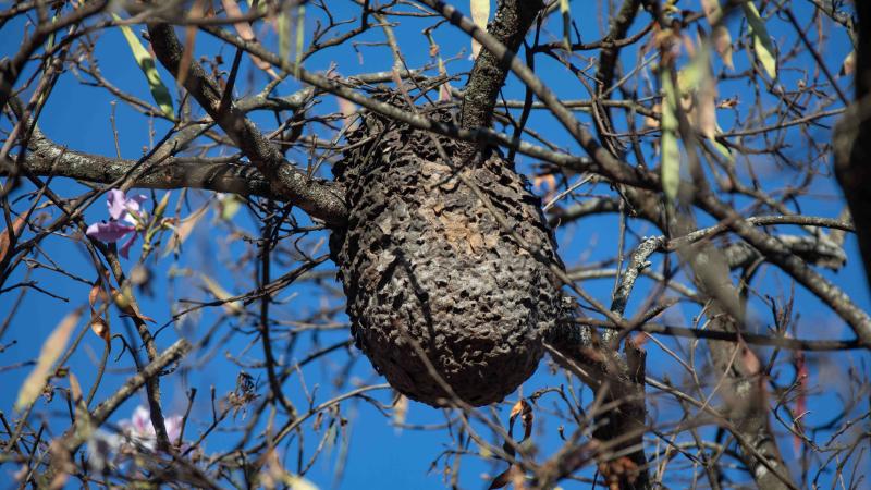 🐝 Découverte d’un nid de frelons