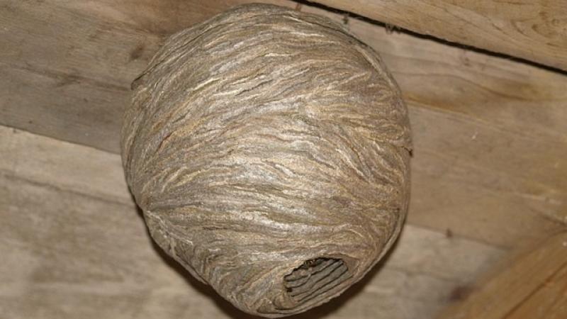 🐝 Découverte d'un nid de guêpes